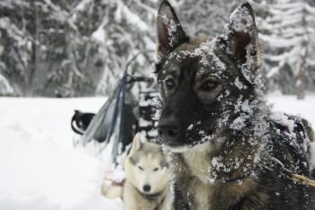 Professionnel des chiens de traineau