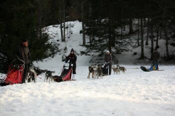 Conduite chien de traineau Mush and Rando Conduite chien de traineau Mush and Rando