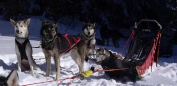 Conduite chiens de traineau dans le Vercors Mush and Rando Conduite chiens de traineau dans le Vercors Mush and Rando