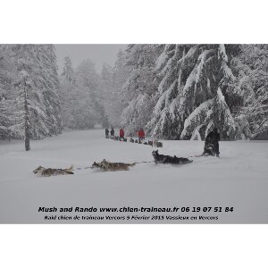 Raid en chien d'attelage dans le Vercors